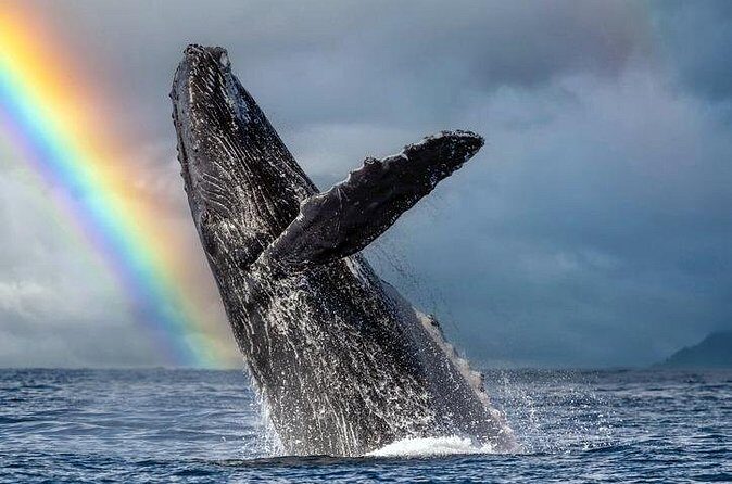 1.5 Hour Waikiki Whale Watching with E Sea Diver (Shuttle Option) - Should you book this whale watching cruise or skip it?