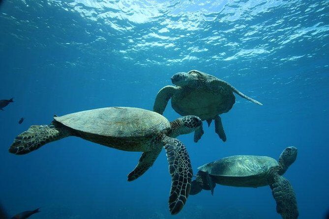 12pm Turtle Canyon Snorkel Adventure - Key Points Before You Book