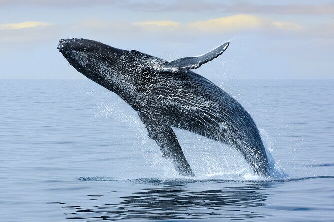 2 Hour Waikiki Whale Watching in Honolulu - The crew’s role: spotting help that you can use