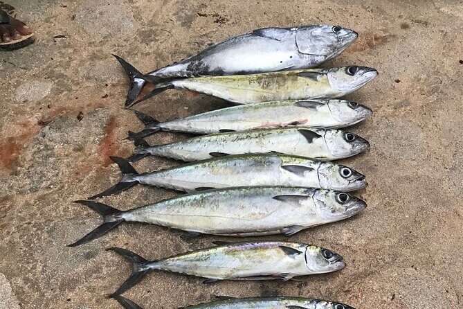 3-Hour Fishing Trip in Waikiki - Key Points Before You Cast Off