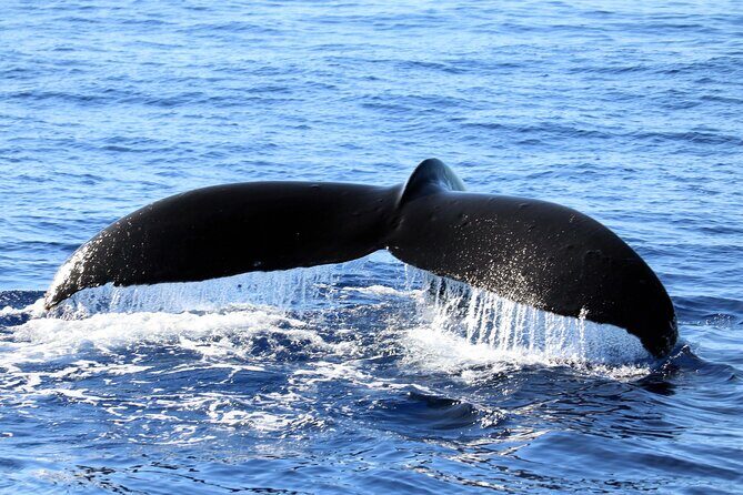 All-Inclusive Sunset Dolphin Watch and Snorkeling Cruise - Dolphins on the Water: What the 91% Odds Mean for You