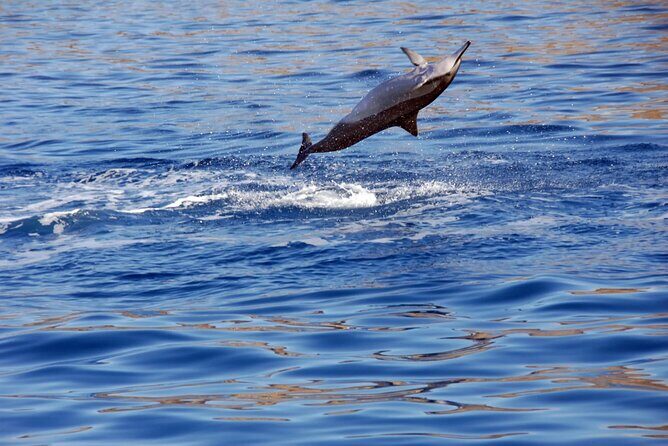 All-Inclusive Sunset Dolphin Watch and Snorkeling Cruise - Value Check: Is $169 Worth It?