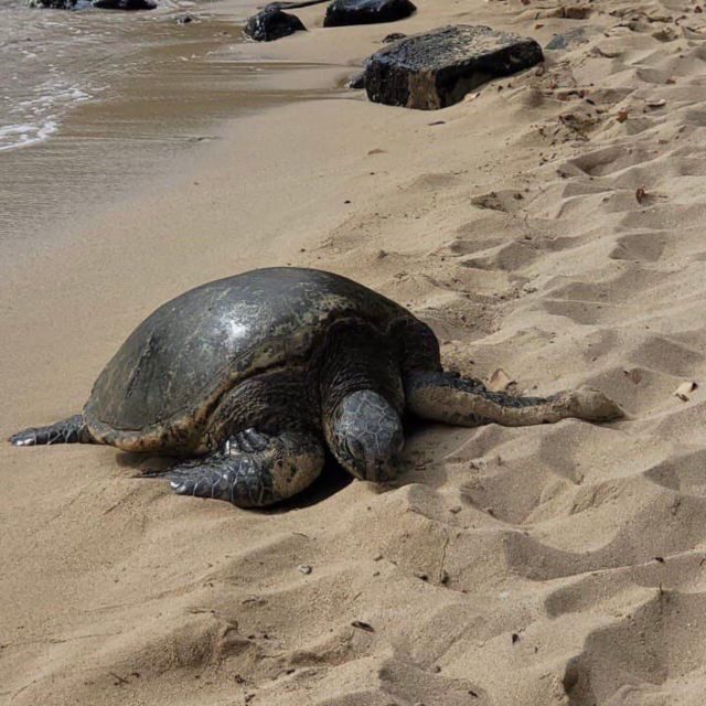 Best of Oahu in One Day - North Shore turtles, Haleiwa, and the beach choice you’ll feel