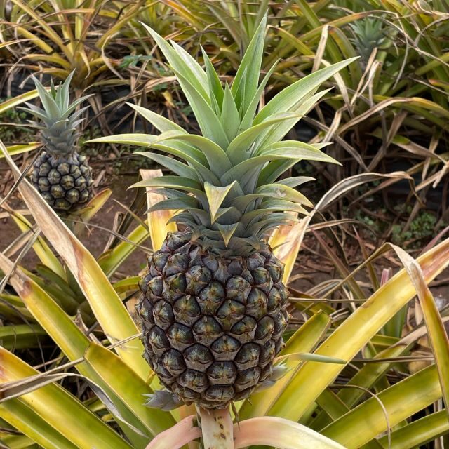 Best of Oahu in One Day - Who this tour fits best (and who might want something else)
