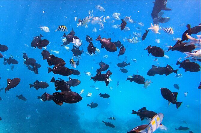 Best Waikiki Snorkel Tour: Guaranteed Turtles at Turtle Canyon - Turtle Canyon in 2 hours: what the format really gives you