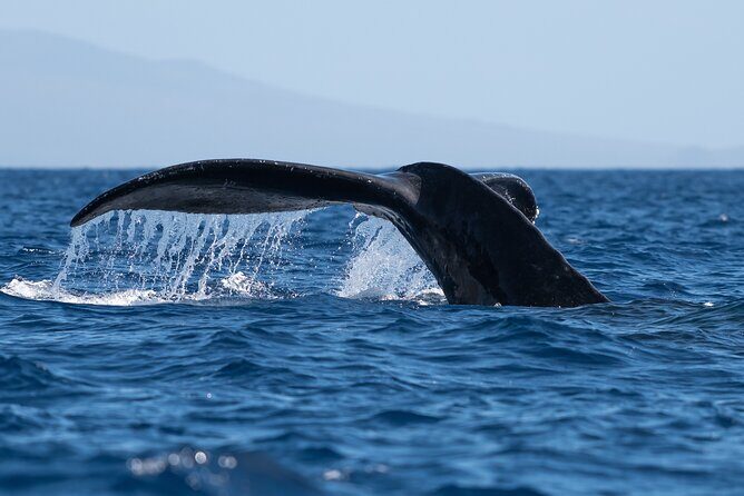 Best Waikiki Whale Watching in Honolulu: Whales Guaranteed - Key Points Worth Booking For