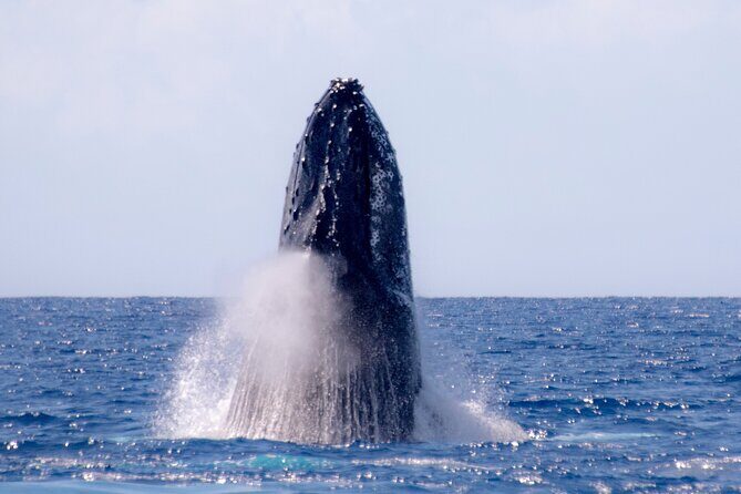 Best Waikiki Whale Watching in Honolulu: Whales Guaranteed - When This Tour Fits Best (And When to Rethink)