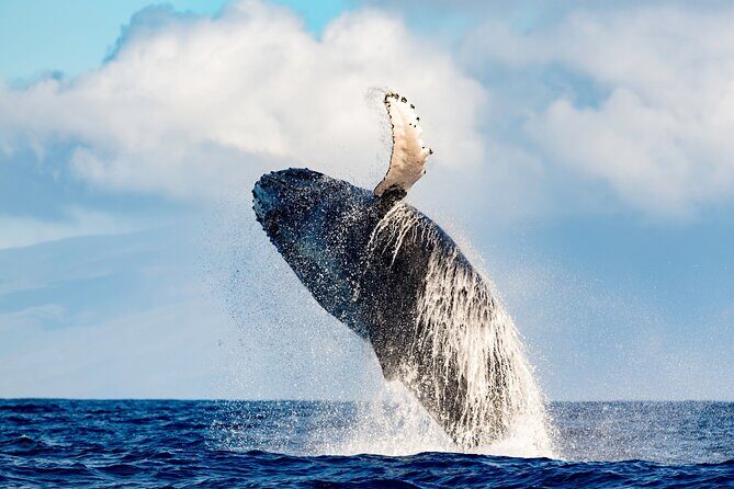 Best Waikiki Whale Watching in Honolulu: Whales Guaranteed - The Boat and Seating: Where You Get Your Best Views