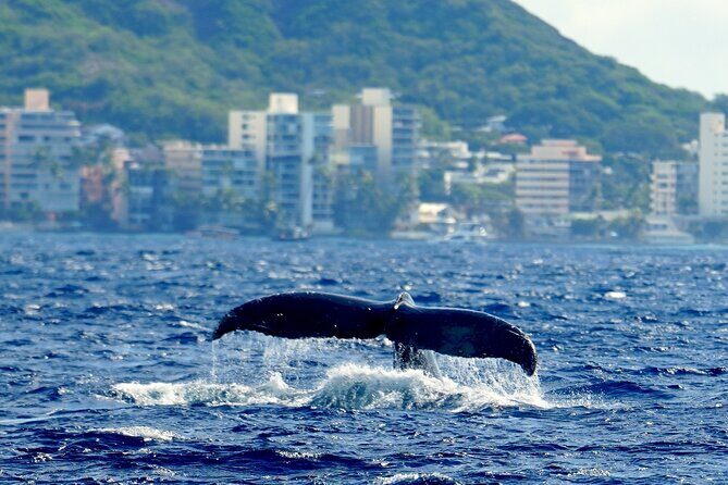 BYOB Sunset Cruise Waikiki - Diamond Head from the ocean: Leahi looks bigger at sea level