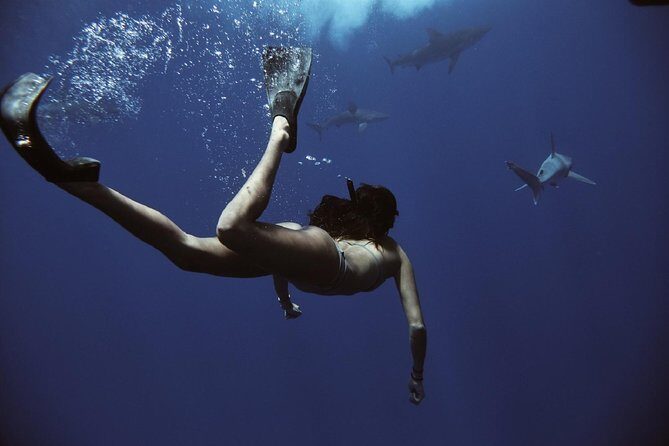 Cage-Free Shark Swim from Oahu - The Bonus Wildlife Route (Because the Ocean Shows Off)