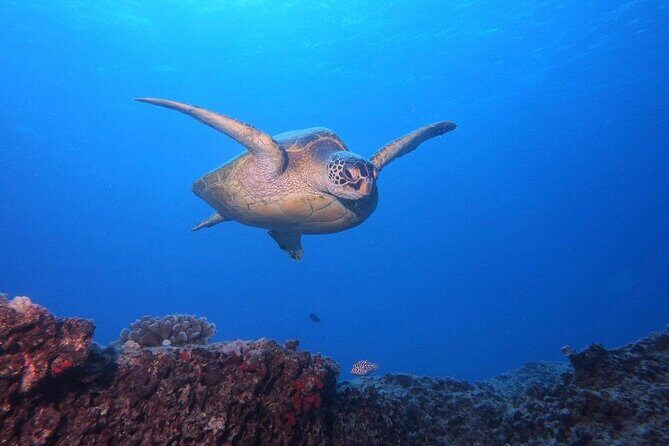 Certified Scuba Diving Along Two Shallow Reef Sites - What you’ll do, in plain terms