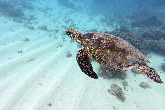 Certified Scuba Diving Experience in Honolulu - Key highlights worth planning around