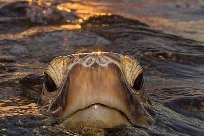Circle Island tours - swim with turtles,Private & Small Group Tours - Circle Island in one long day: what the timing really means