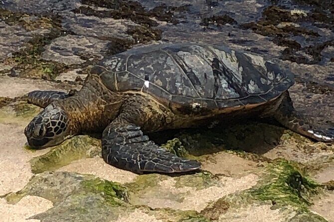 Circle Island tours - swim with turtles,Private & Small Group Tours - Who should book this, and who should choose another style?