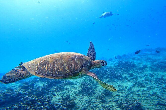 Deluxe Turtle Snorkeling Escapade at Waikiki - Waikiki Turtle Time on a 45-Seat Catamaran