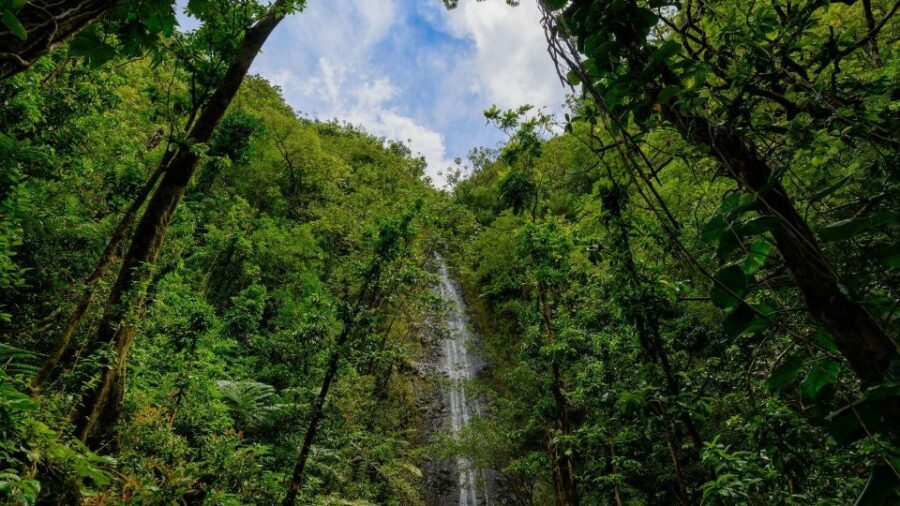 Diamond Head Manoa Falls - Key highlights you’ll feel right away