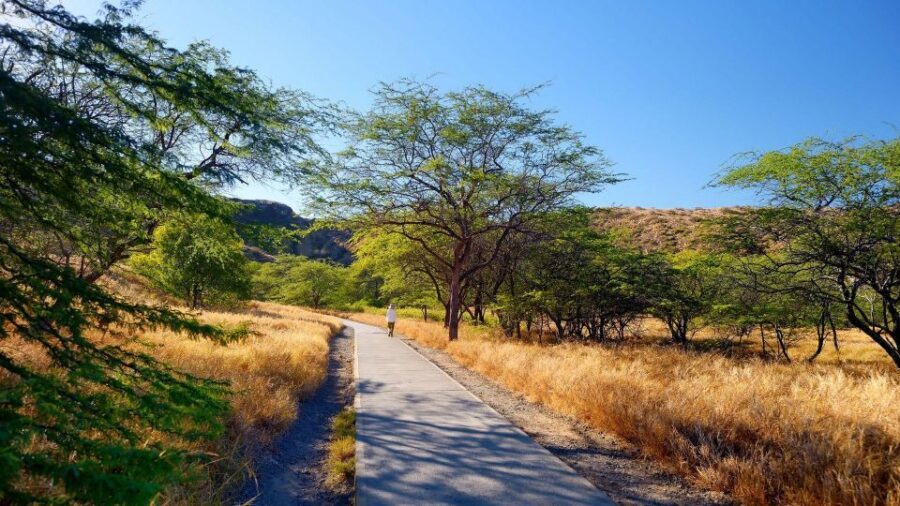 Diamond Head Manoa Falls - Should you book this Diamond Head and Manoa Falls tour?