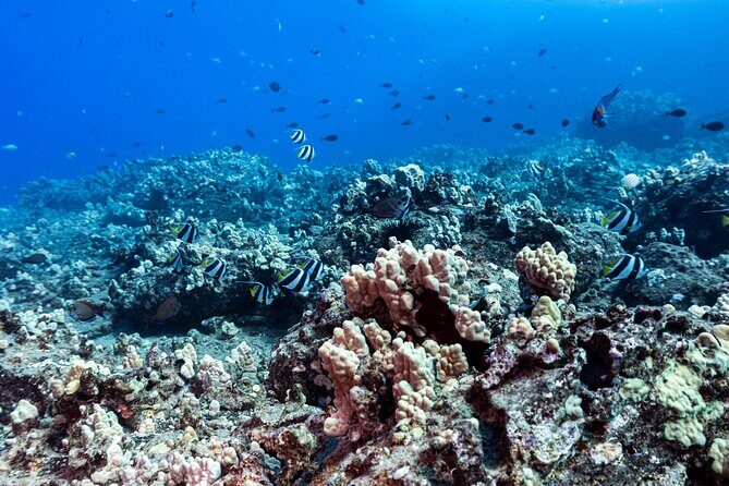 Discover Scuba Diving in Hawaii - Non certified divers! - Maunalua Bay: why this start works for first-timers