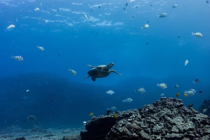 Discover Scuba Diving in Hawaii - Non certified divers! - Two shallow underwater sessions with an instructor at your shoulder