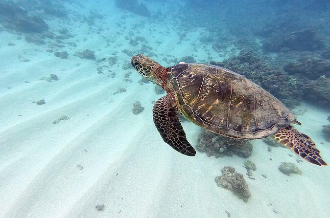 Discover Scuba Diving in Hawaii - Non certified divers! - The boat break: views you’ll actually remember