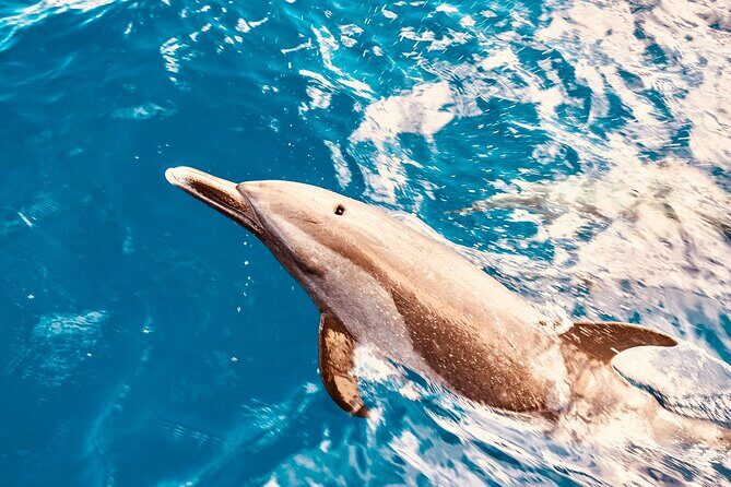 Dolphin Watching and Snorkeling on the West Coast of Oahu - Key Highlights You’ll Actually Care About