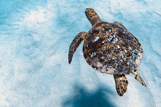 Dolphin Watching and Snorkeling on the West Coast of Oahu - Snorkeling After the Dolphins: The Turtle Rock Moment (Plus Beginner-Friendly Gear)