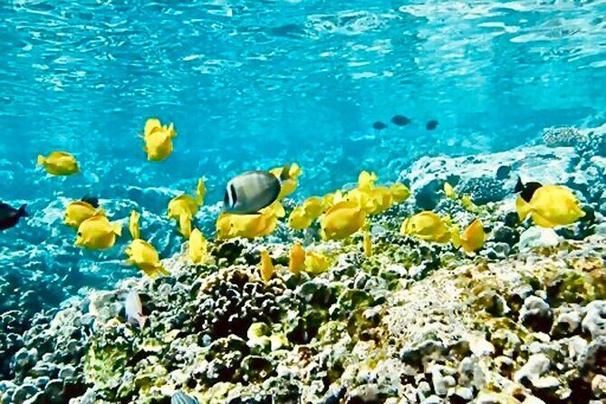 Dolphin Watching and Snorkeling on the West Coast of Oahu - Group Size: The Sweet Spot Between Crowd and Capacity