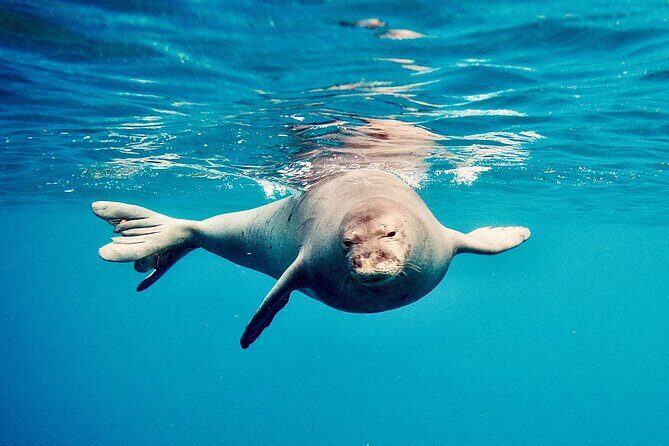 Dolphin Watching and Snorkeling on the West Coast of Oahu - Who This Tour Suits Best (and Who Might Want a Different Option)