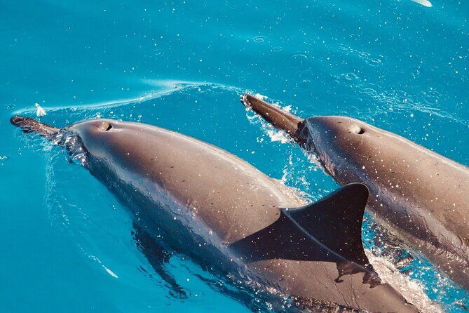 Dolphin Watching and Snorkeling on the West Coast of Oahu - Dolphin Watching: How the Hunt Works (and What to Expect If They Don’t Hang Around)
