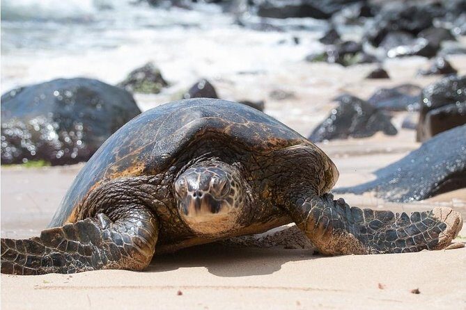 Family-Friendly Private Circle Island Tour of Oahu - Optional Add-Ons Your Guide May Fit In