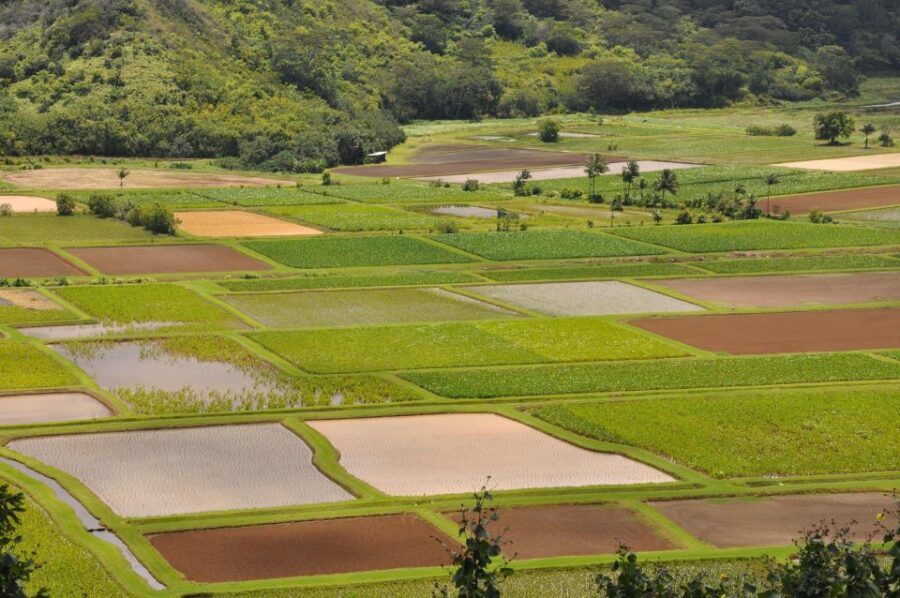 From Oahu: Kauai Highlights & Movie Sites - Hanalei Town: lunch on your own plus a chocolate tasting you can plan for