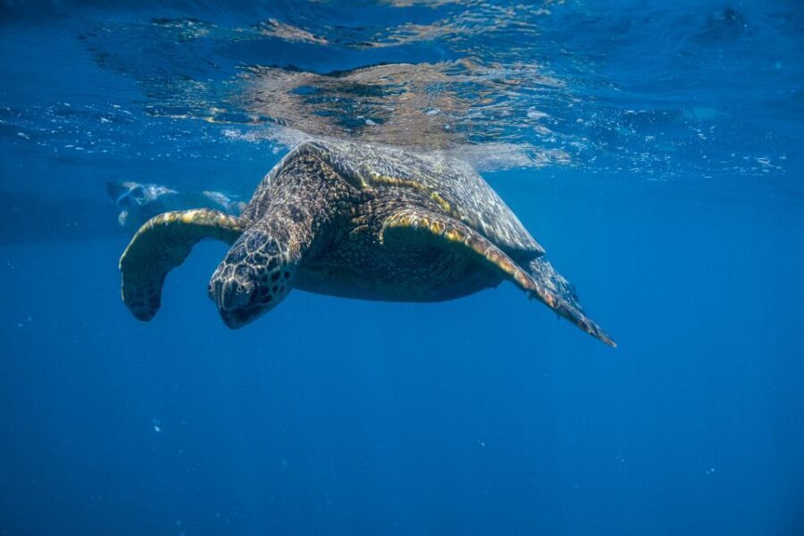 From Waikiki: Turtle Canyon Snorkeling Tour - Why Turtle Canyon is worth the effort from Waikiki