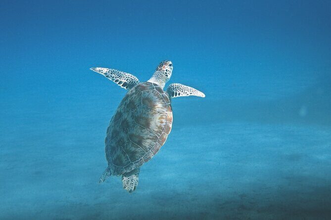 Hanauma Bay Snorkel - Not guided in the water: freedom, plus a learning curve