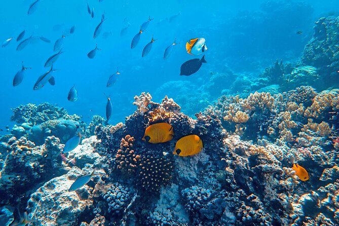 Hanauma Bay Snorkel - Price and value: $56 tour plus the $25 non-resident park fee