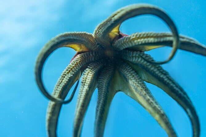 Hawaii DISCOVER Beginner + Certified 2 Tank Shallow Scuba Diving - If your ears or stomach hate the ocean, prep now
