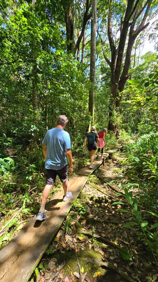 Honolulu: Hawaiian Volcanic Rainforest Hike - Quick Takeaways Before You Go