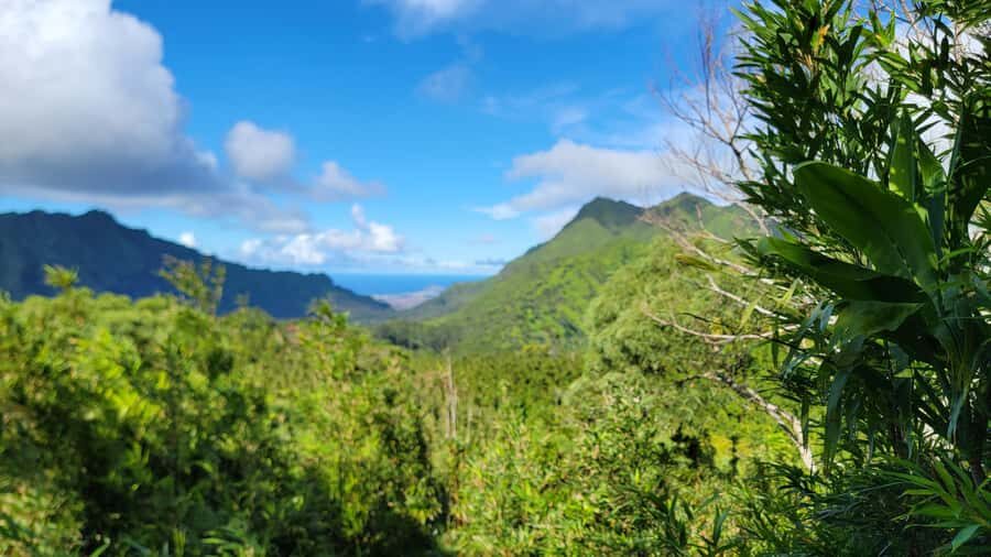 Honolulu: Hawaiian Volcanic Rainforest Hike - Volcano Rainforest Hike: The Big Promise You’ll Actually Feel