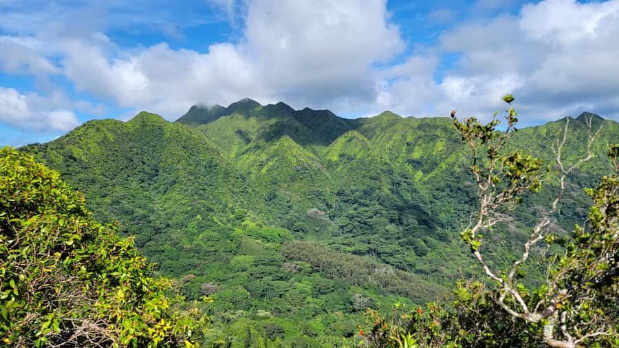 Honolulu: Hawaiian Volcanic Rainforest Hike - 600 Feet Up: How Moderate Work Turns into Sweeping Views