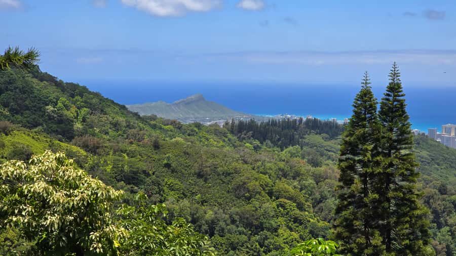 Honolulu: Hawaiian Volcanic Rainforest Hike - Native Forest and Endemic Plants: Why the Guide Matters