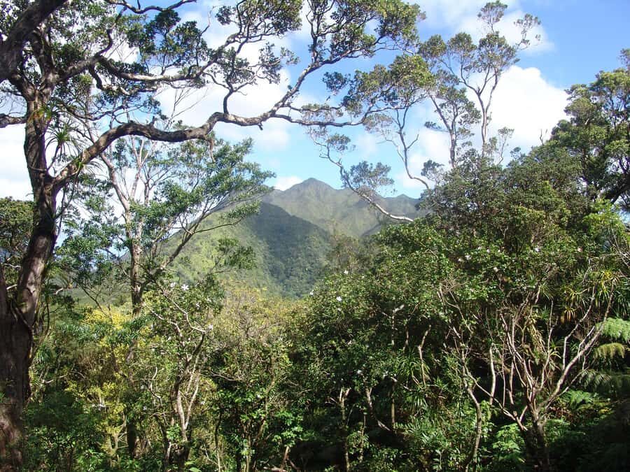 Honolulu: Hawaiian Volcanic Rainforest Hike - The Viewpoints Checklist: Ko‘olau High Points, Diamond Head, and the Coast