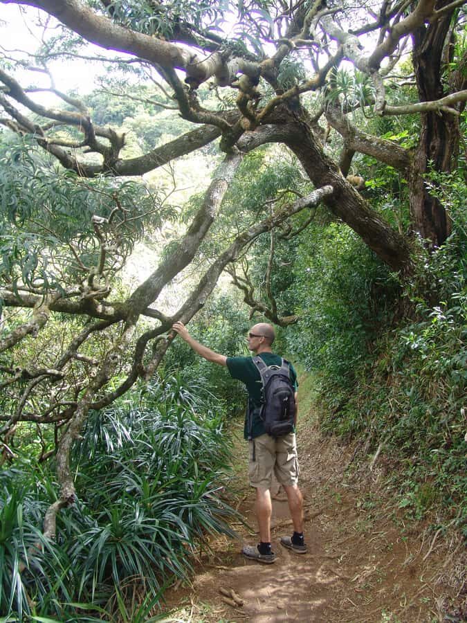 Honolulu: Hawaiian Volcanic Rainforest Hike - What’s Included (and Why It Changes the Value)