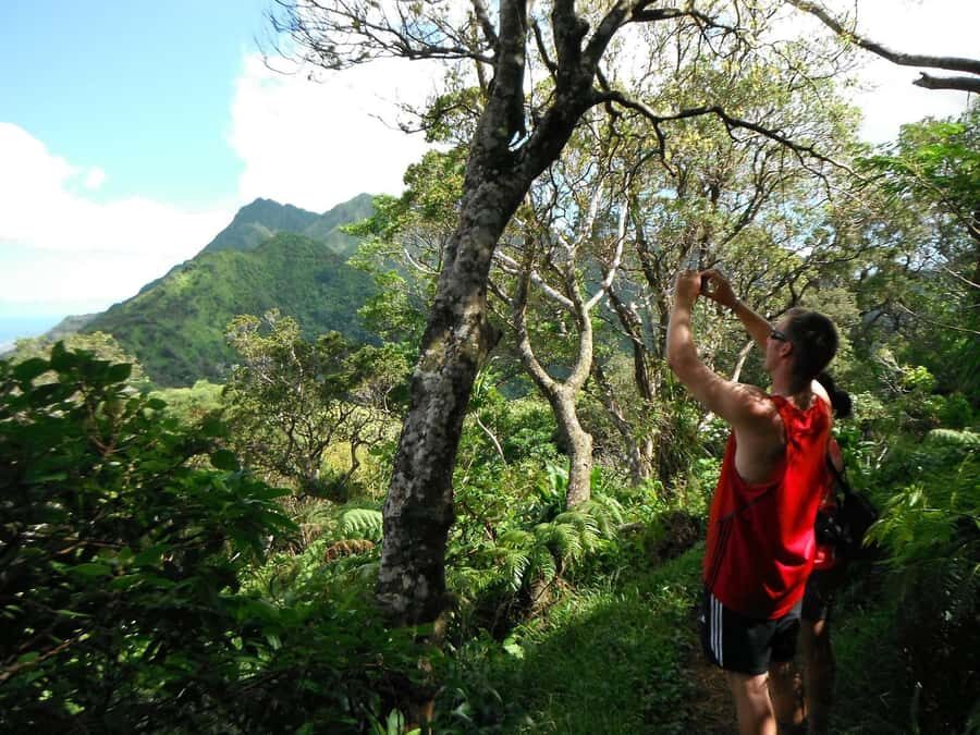 Honolulu: Hawaiian Volcanic Rainforest Hike - Fitness, Kids, and Who Should Skip This
