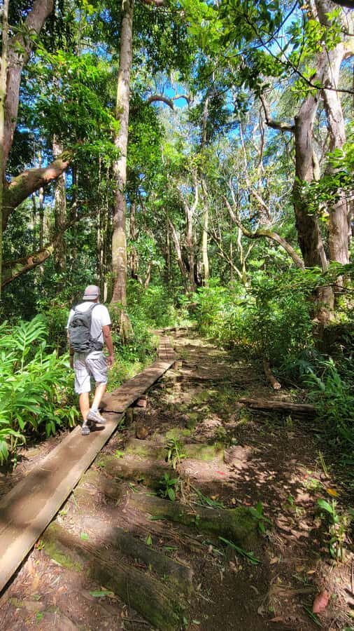 Honolulu: Hawaiian Volcanic Rainforest Hike - Hitting the Trail: What the 3-Hour Timing Means in Real Life