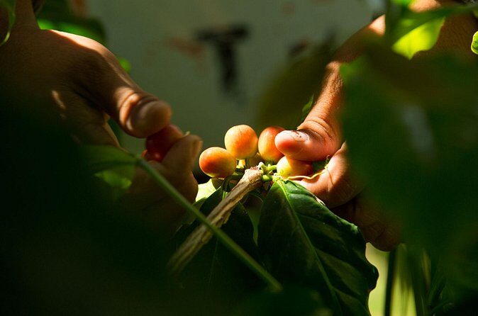 Kona Coffee Tasting: A Farm to Cup Experience - The farm story behind the cup: traceability, drying, fermentation, roasting