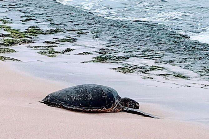 Luxury Oahu Island Tour, Private and Customizable (4 adults max) - Why This Private Oahu Day Feels Like Your Plan