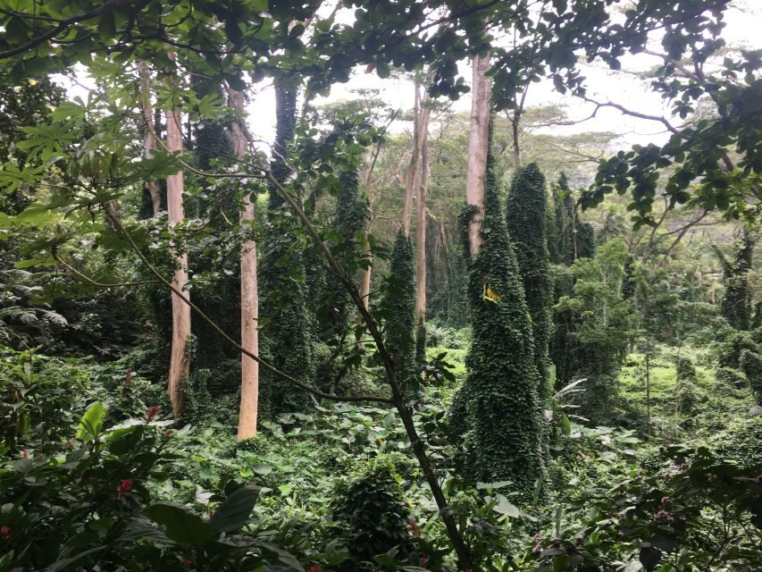 Manoa Falls eBike to Hike - Kūhiō Beach Hula Show Start: Where the Adventure Gets Real