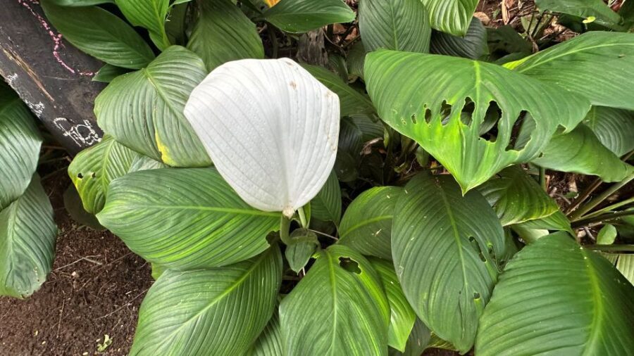 Manoa Falls eBike to Hike - Who This Tour Is Best For (and Who Should Skip It)