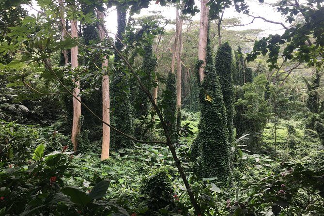 Manoa Falls-Electric Bike to Hike Experience Local meal included - Neighborhood views on the way up: Manoa has a different feel