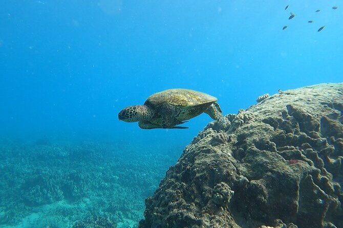 Marine Ecology Snorkel from Electric Beach Oahu with Photos - Why This Snorkel Feels Like a Marine Ecology Class