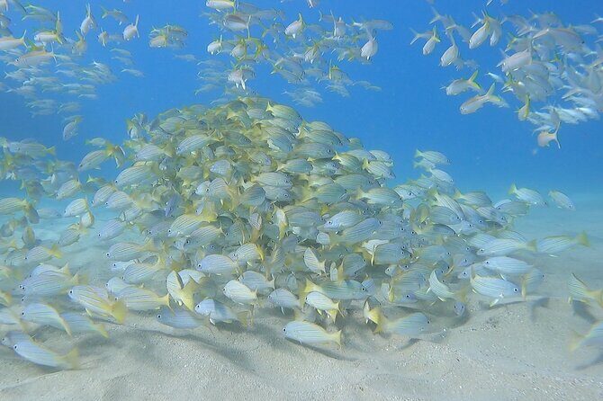 Marine Ecology Snorkel from Electric Beach Oahu with Photos - Kahe Point Beach Park: The Reef Stop You’ll Be Thinking About Later
